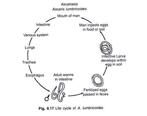 A Segment of RNA shpwing arrangement of its components