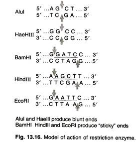 Model of action of restriction enzyme