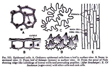 Epidermal cells