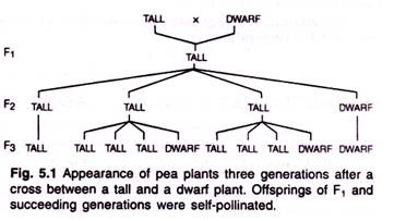 Appearance of pea plant three genrations after a cross between a tall and a dwarf plant
