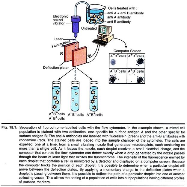 Separation of Fluorochrome-Labelled Cells