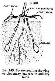 Potato Seeding Showing Cotyledonary Leaves with axillary buds