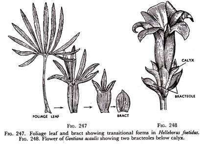 Foliaceous Bract