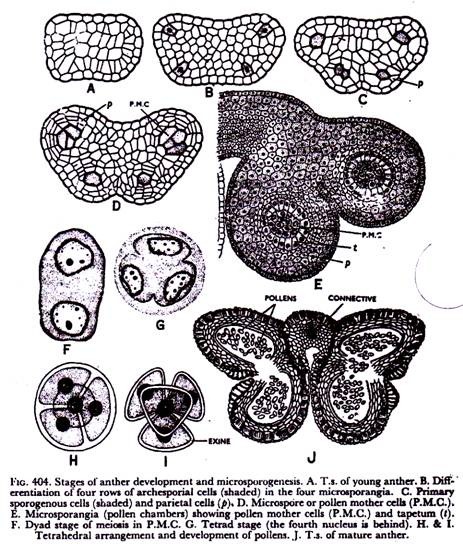 Stages of anther development and microsporogenesis