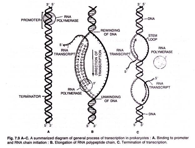 General Process of Transcription in Prokaryotes