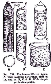 Tracheids-different types