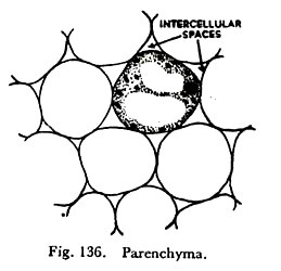 Diagrams showing order of development of primary vascular tissue in transverse views