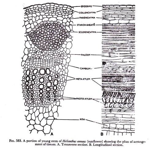 A portion of young stem of Helianthus Annuus showing the plan of arrangement of tissues