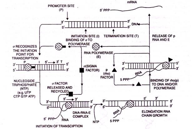 The synthesis of RNA by E.coil polymerase