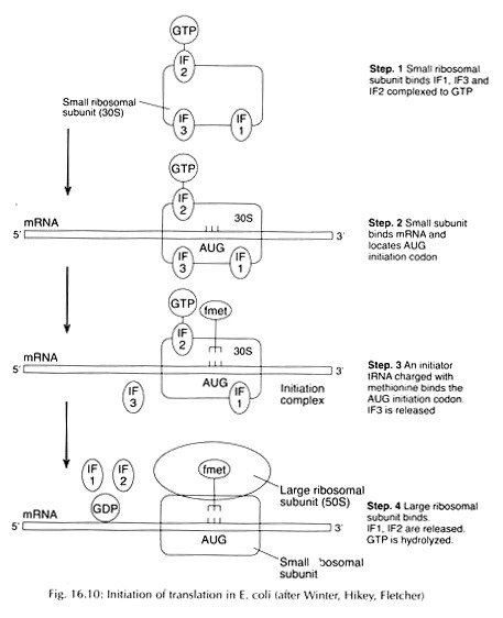 Exponential Amplification of Genes in PCR