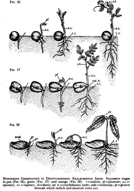 Hypogeous Germination in Dicotyledonous Exalbuminous Seeds