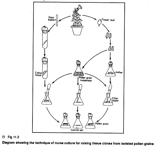 Production of transgenic animals