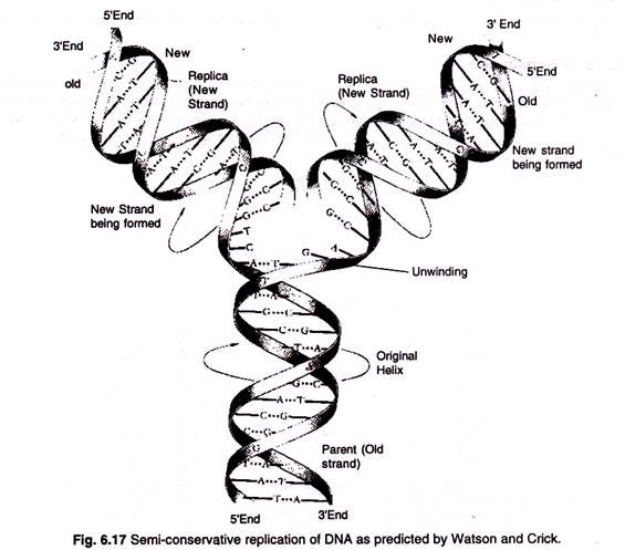 Semi-conservative replication of DNA as predicated by Watson and Crick