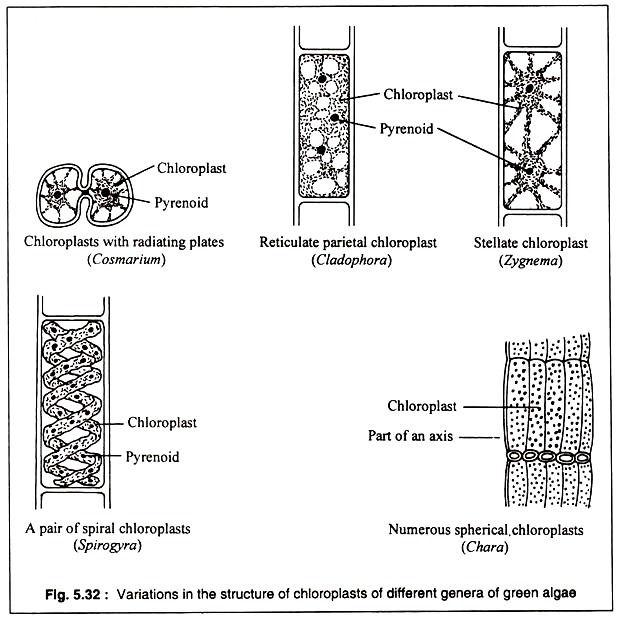 Scanning Electron Micrograph