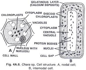 Calcium carbonate crystals