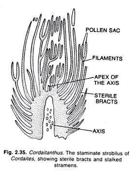 Root Buttress