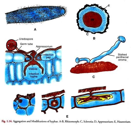 Free Cell Formation