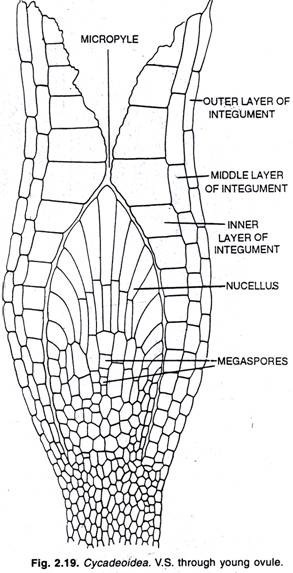 Primer is essential for extension of polynucleotide chain