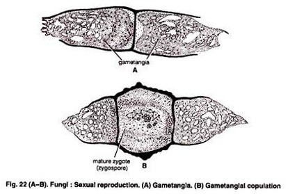A portion of stem of Mirabilis jalapa in transverse section