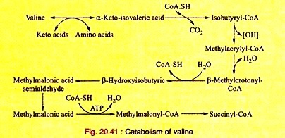 Cyathium