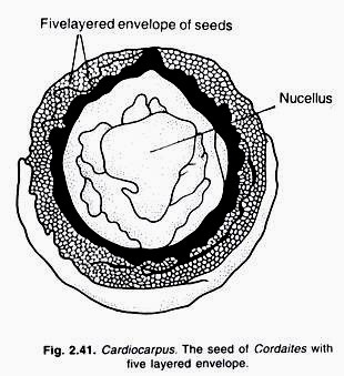 A portion of stem of aquatic grass in transverse section