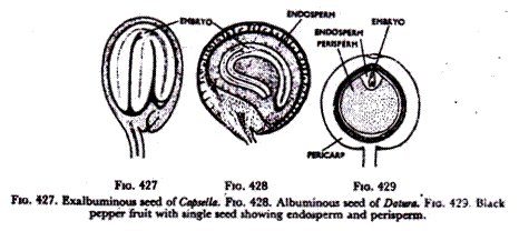 Exalbminous seed of Copsella