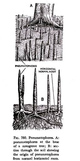 Root-hairs from short cells in Cyperus