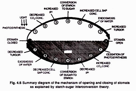 Mechanism of Opening and Closing of Stomata