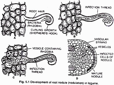 Development of Root Nodule in Legume