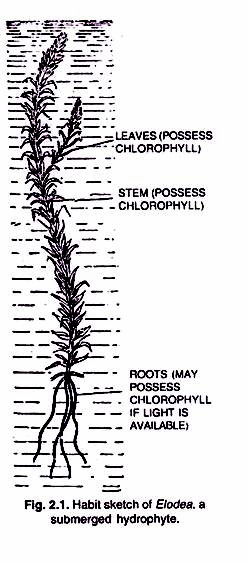 Habit Sketch of Elodea.a submerged hydrophyte