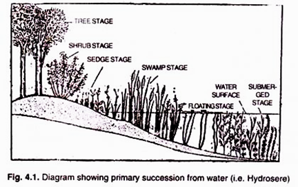 The Primary succession from water