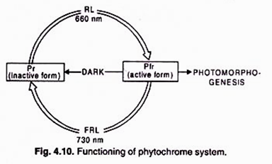 Functioning of phytochrome system