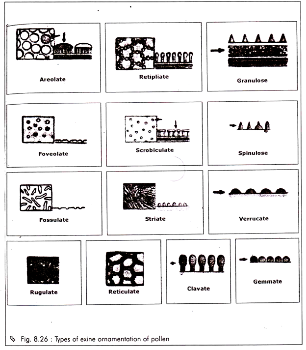 Overlapping and non-overlapping codons