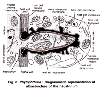 Description and product of Nif genes of Klebsiella