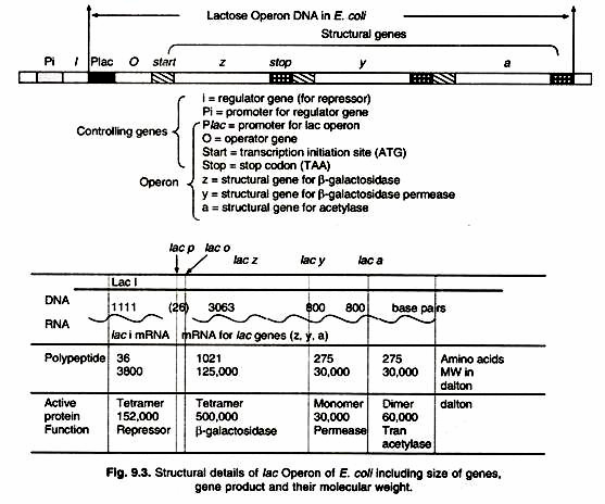 Structural details of lac Operon of E.coli