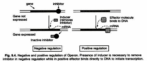 Negative and positive regulation of Operon