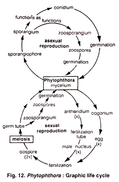 Repair by DNA ligase