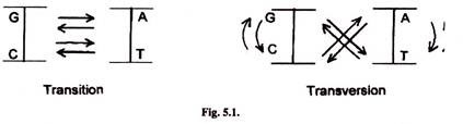 Transition and Transversion