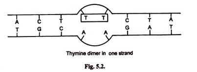 Thymine Dimer in One Strand