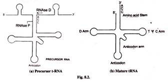 Precursor t-RNA and Mature tRNA