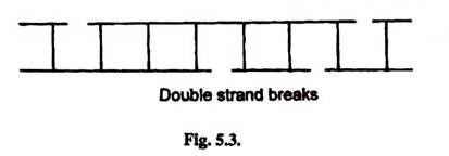 Double Strand Breaks