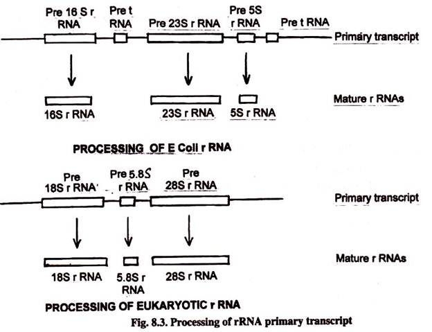 Processing of rRNA