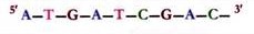 Chromosome Structure and Mitosis