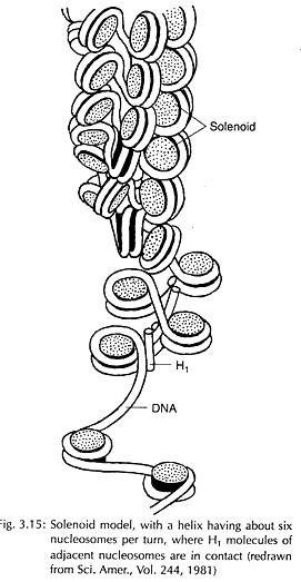 Double Polynucleotide Strands of DNA