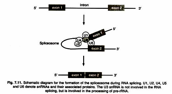 Ribosome Showing Protein Synthesis