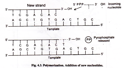 Polymerization, Addition of New Nucleotides