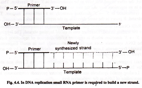 In DNA Replication Small RNA Primer