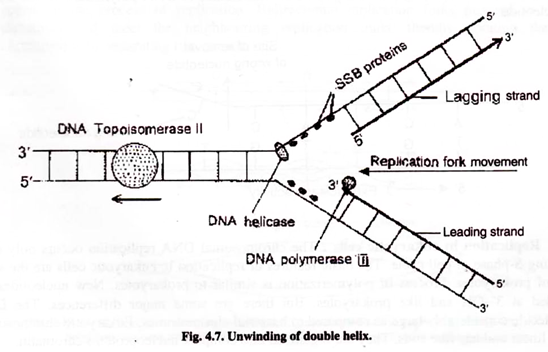 Unwinding of Double Helix