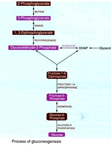 Process of Gluconeogenesis