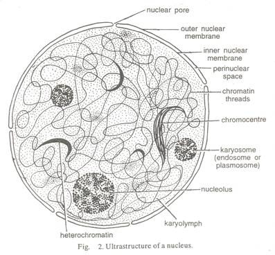 Structure and Components of Human Cell